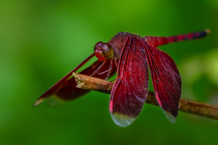 080 Kuching, Bako NP.jpg